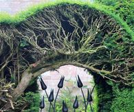 Garden Gate of Black Iron Tulips