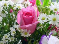 rose
