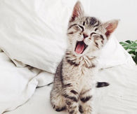 Yawning Cat
