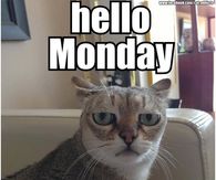 Hello Monday