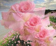 rose gif