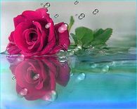 rose