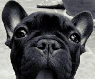 Yawning French Bulldog