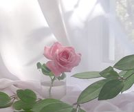 rose