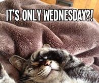 It's Only Wednesday