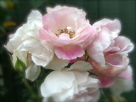 Beautiful White Roses Tinged with Pink