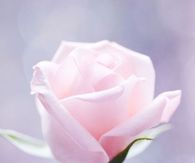 Soft Pink Rose