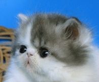 Wiggly Little Kitty Nose