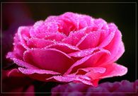 Pink Rose with Glitter