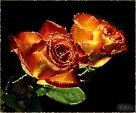 Glowing Roses