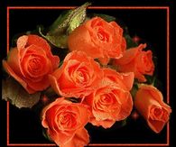 Framed Sparkling Red Roses