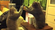 Cat Fight