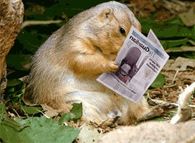 Badger reading the paper
