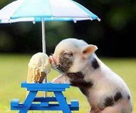 Piggy having ice cream