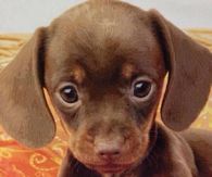 Adorable Puppy
