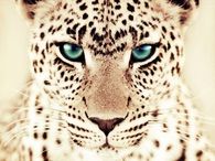 look into these eyes