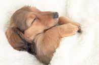 Dog sleeping
