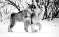 Puppy love