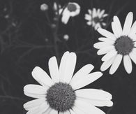 Black and white daisies