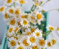 Daisies