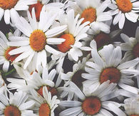 Daisy bunch