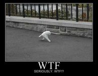 Wtf