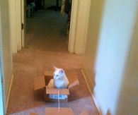 Cats play Box boats