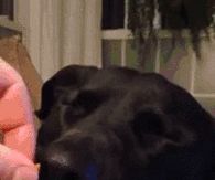 wake yourdog