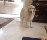 dog & ball