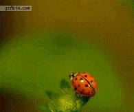 ladybug in flight