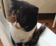 pleasurecat