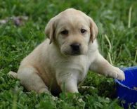 Cute pup