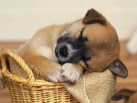 Pup