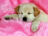 Sleeping pup