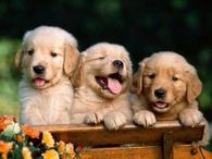 cuties