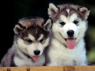 So cute