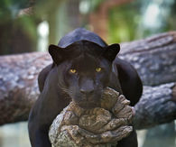 Black Jaguar