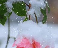 Frozen Pink Roses