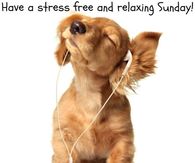 Stress free sunday