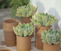 Old Rusted Tin Cans as Pots for Succulents 
