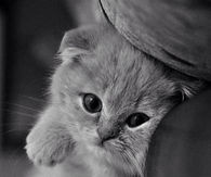Kitty love