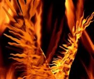 Flames Birds Fire Phoenix