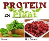 Protein in plants