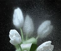 Love & White Tulips