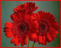 Red Mums with a Sparkle