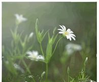 Raindrops & Daisies