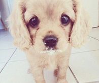 Sad Puppy Face