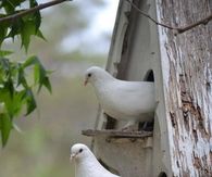 White Doves Sitting Checking Out the Day
