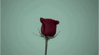 Valentine Rose with Bang