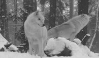 Winter wolf